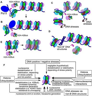 Histone Modifications, Internucleosome Dynamics, and DNA Stresses: How They Cooperate to “Functionalize” <mark class="highlighted">Nucleosomes</mark>